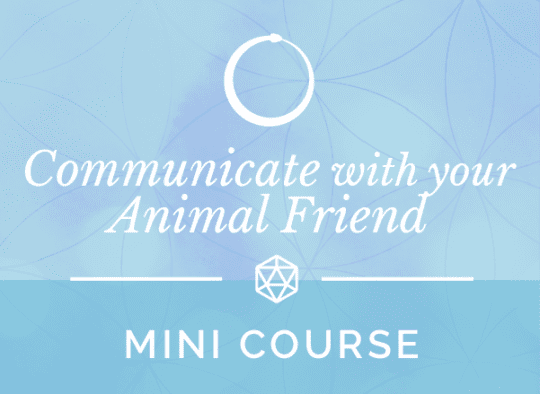 Communicate with your Animal Friends